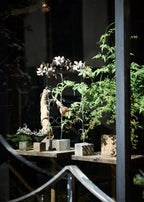 Martagon lily