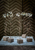 Martagon lily
